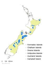 Cardamine glara distribution map based on databased records at AK, CHR, OTA & WELT.
 Image: K.Boardman © Landcare Research 2018 CC BY 4.0